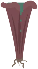 Mycota Squamata